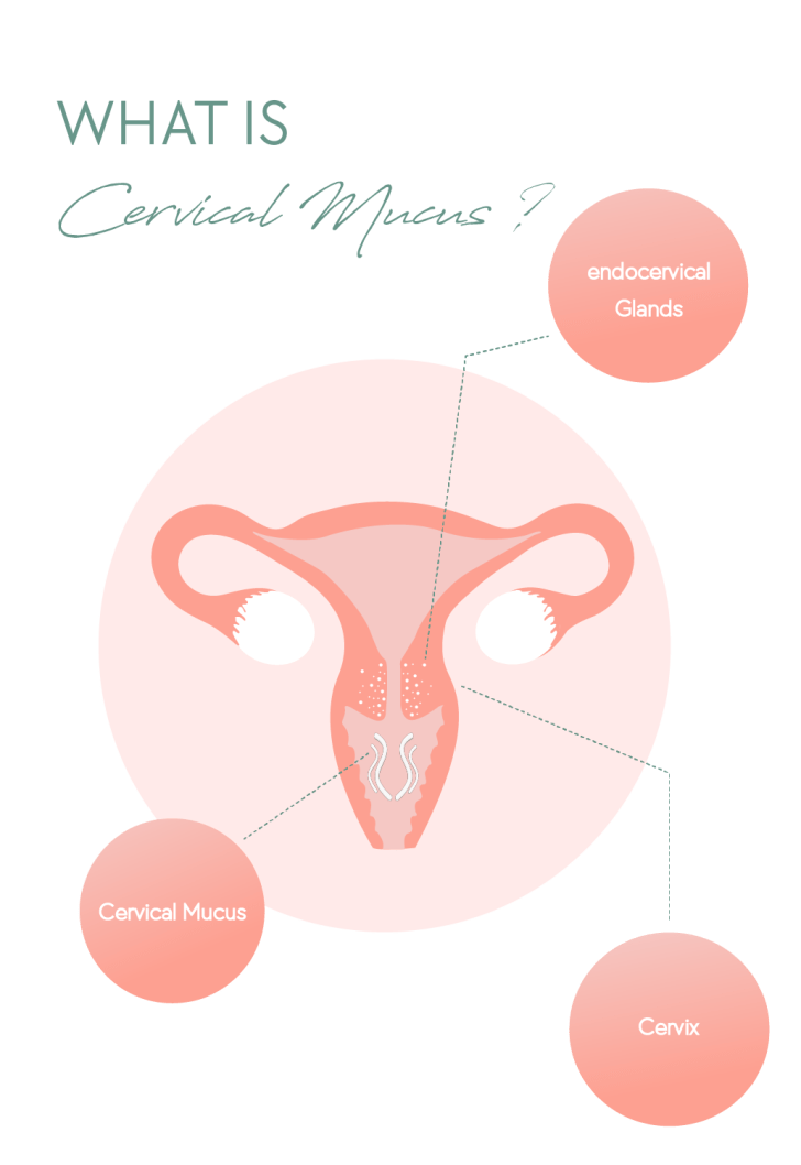 What is cervical mucus?